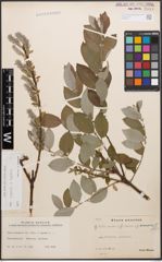 Foto von Salix caprea L. x Salix repens L.